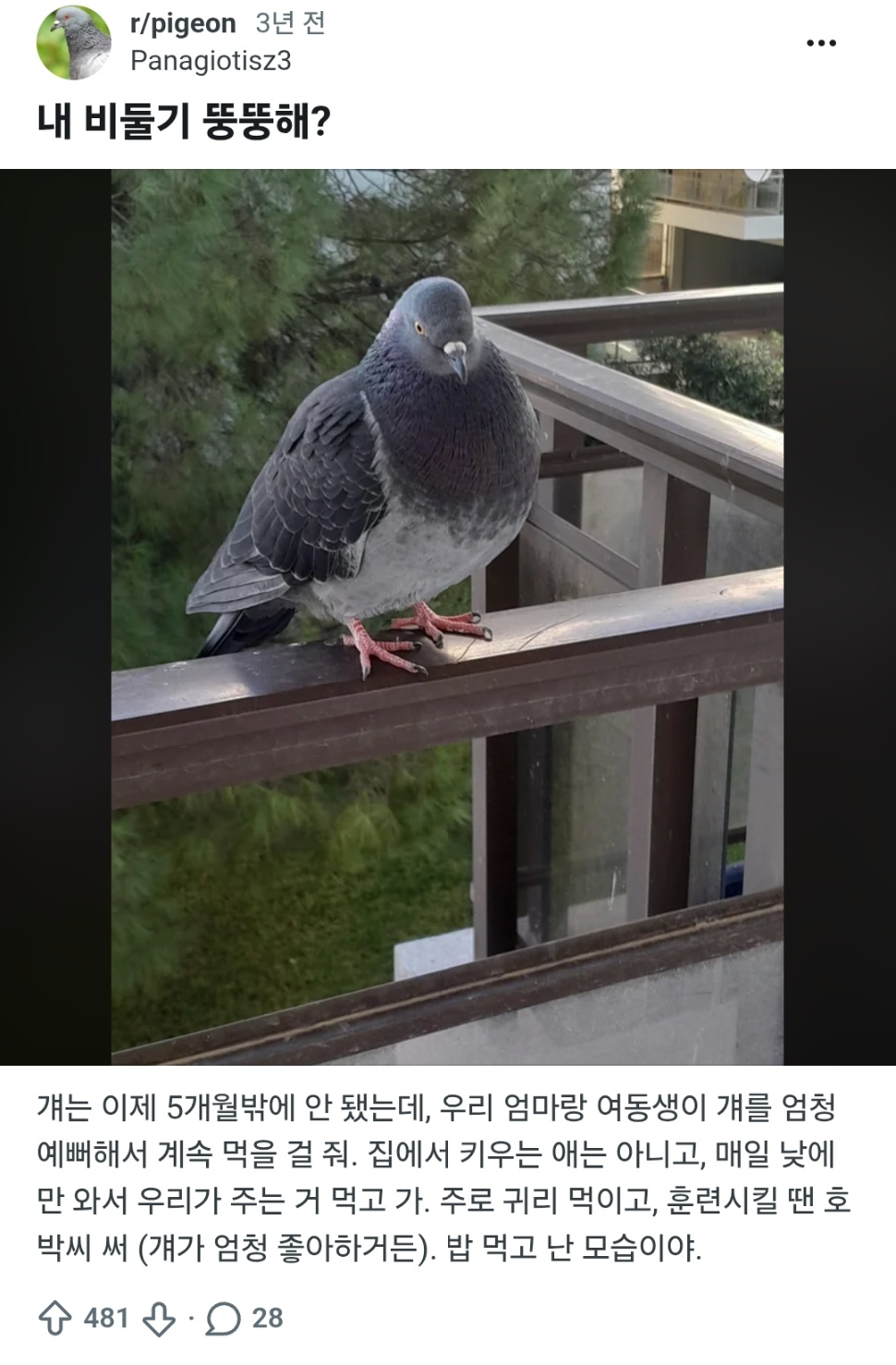 [잡담] 내 비둘기 뚱뚱해? | 인스티즈