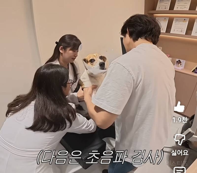 강아지 건강검진이 빡세다는 이유..jpg | 인스티즈