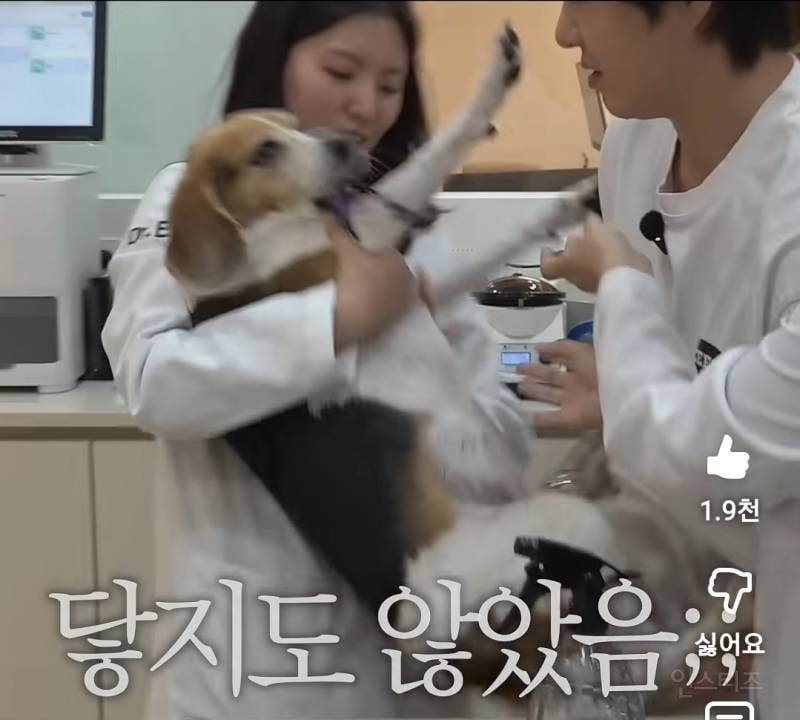 강아지 건강검진이 빡세다는 이유..jpg | 인스티즈