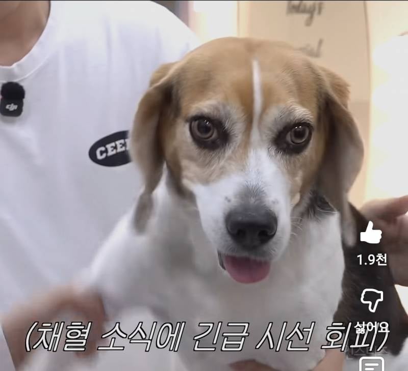 강아지 건강검진이 빡세다는 이유..jpg | 인스티즈
