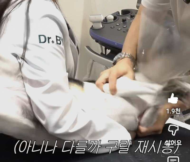 강아지 건강검진이 빡세다는 이유..jpg | 인스티즈