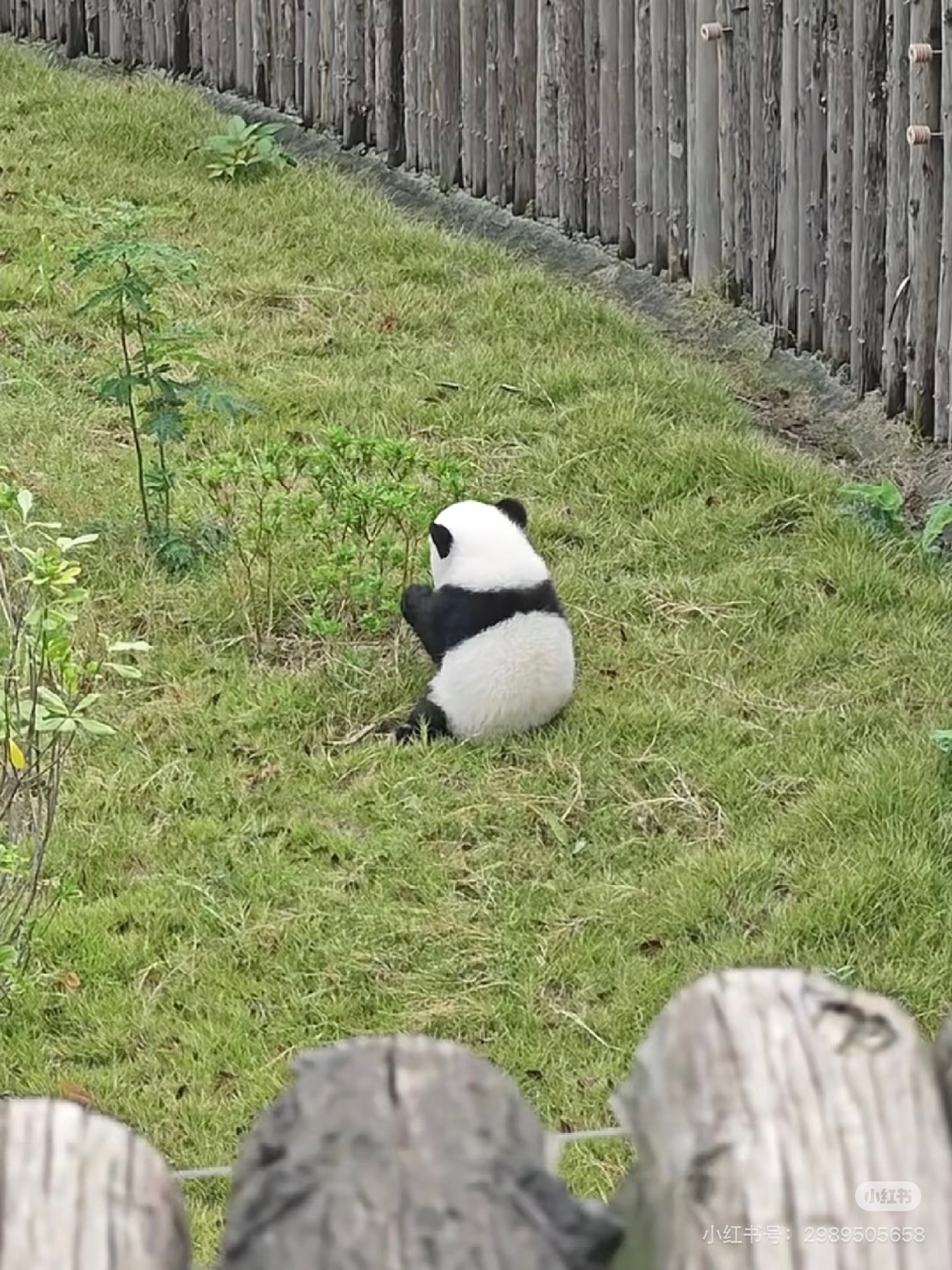 [잡담] 아기판다 뒤태 보고갈 사람 | 인스티즈