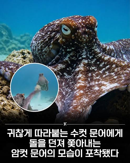 [잡담] 현재 해외에서 700만뷰 터진 빡친 암컷문어 영상봄?ㅋㅋㅋ | 인스티즈
