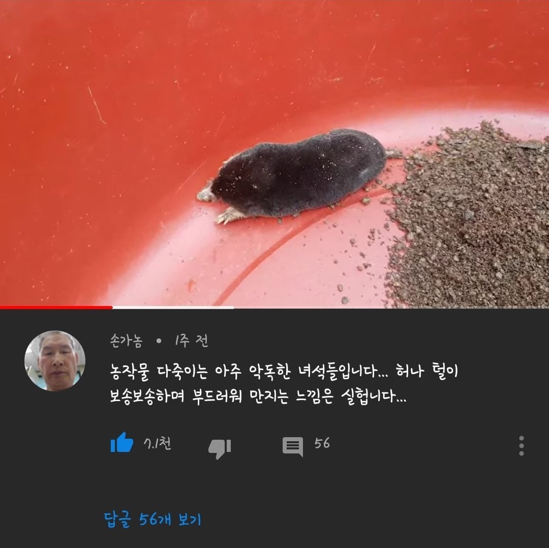 [잡담] 요즘 우리나라 sns에 두더지 얘기 왜이렇게 많이 보임 | 인스티즈