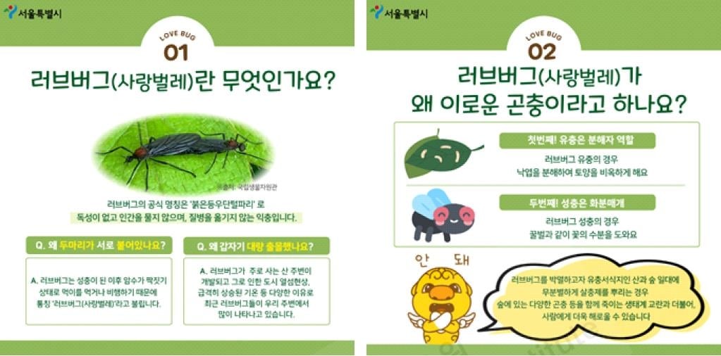 [정보/소식] 러브버그가 익충인 이유 | 인스티즈