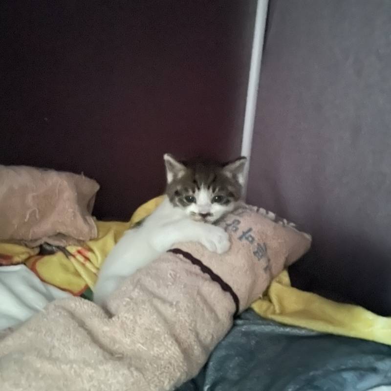 [잡담] 우리집고양이 아깽이 시절… | 인스티즈
