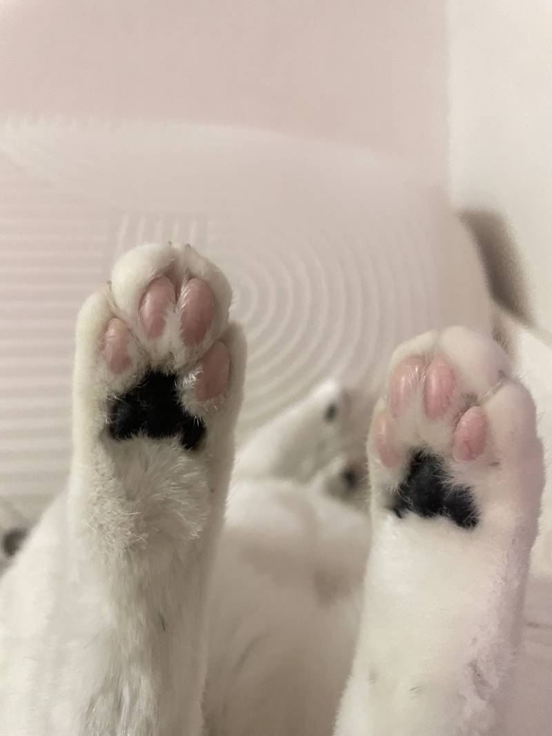 [잡담] 우리집고양이 아깽이 시절… | 인스티즈