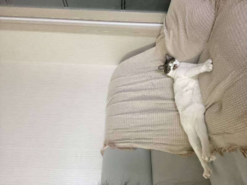 [잡담] 우리집고양이 아깽이 시절… | 인스티즈