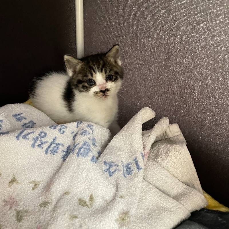 [잡담] 우리집고양이 아깽이 시절… | 인스티즈