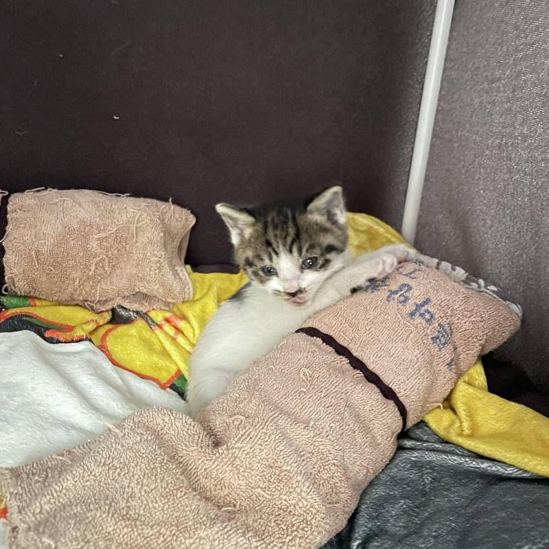 [잡담] 우리집고양이 아깽이 시절… | 인스티즈