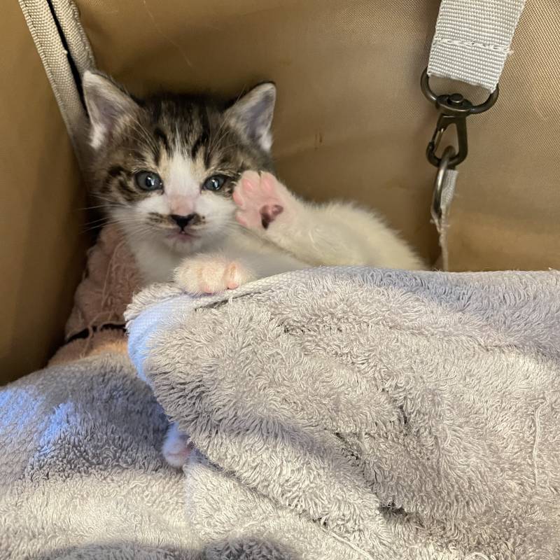 [잡담] 우리집고양이 아깽이 시절… | 인스티즈