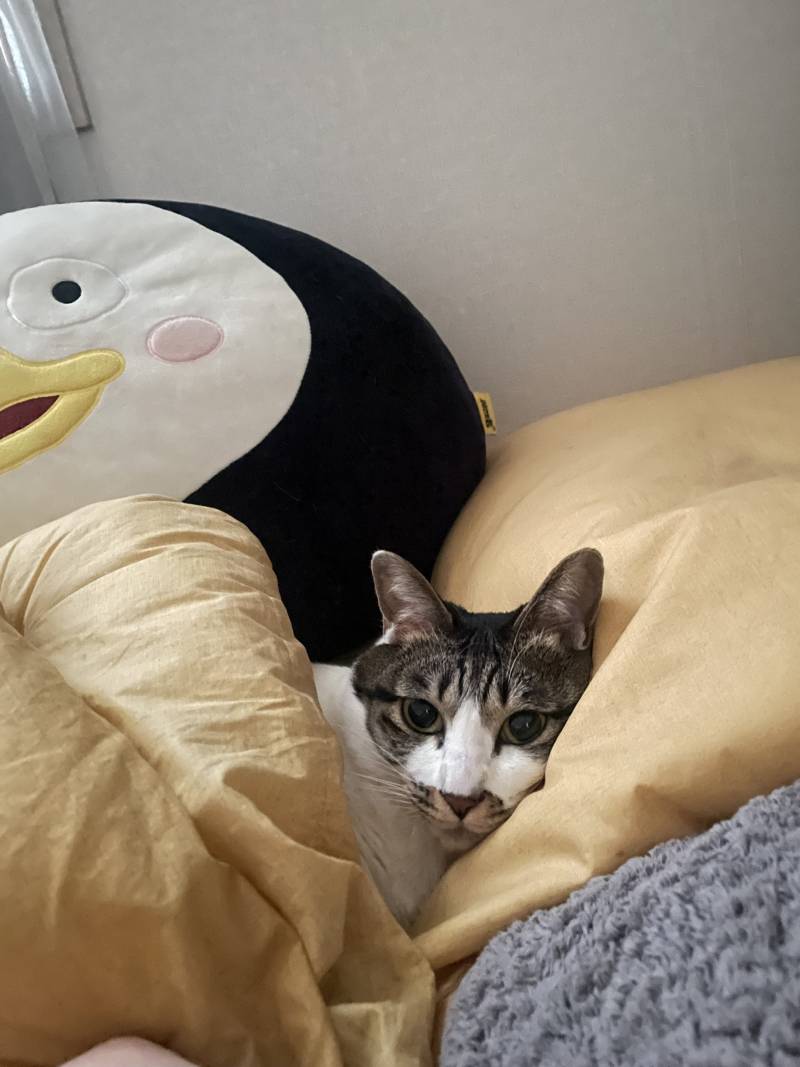 [잡담] 우리집고양이 아깽이 시절… | 인스티즈