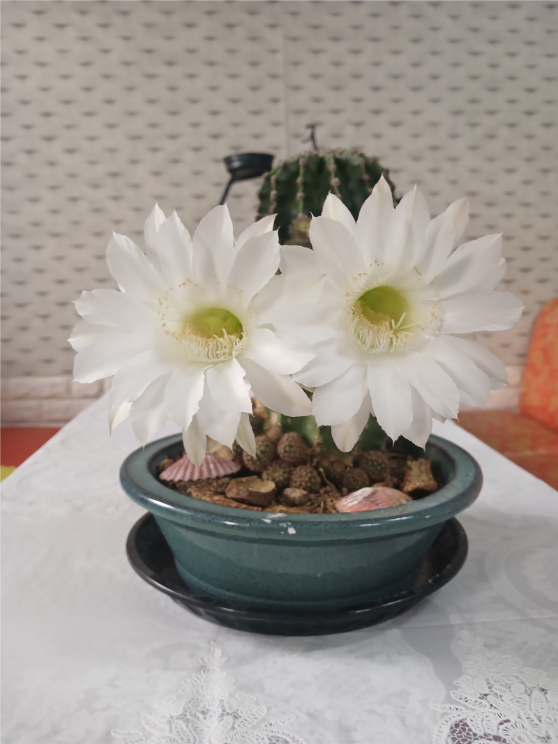 [잡담] 울엄마가 키운 선인장 15년만에 꽃폈대 🌸🌸 | 인스티즈