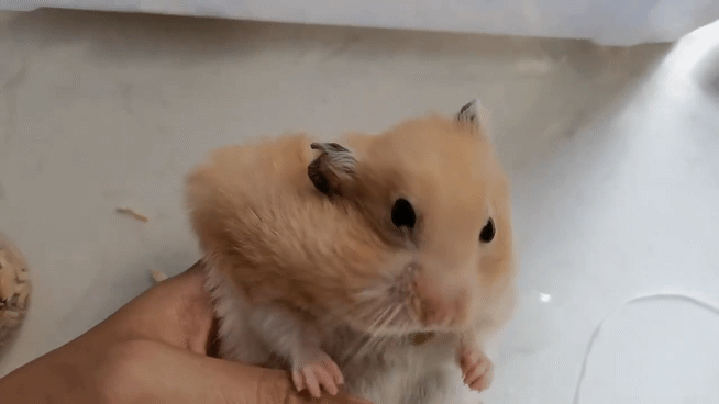 [잡담] 익들아...니네 햄스터 볼 안쪽 근육본적있어? 개잘늘어난다 | 인스티즈