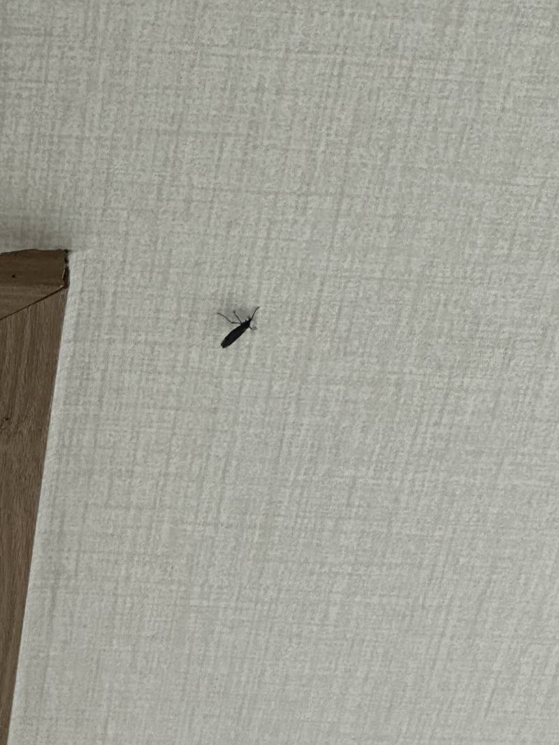 [잡담] 나한번만살려쥬ㅓ 이거벌래뮤ㅓ야?어떻게뱝어??벌레사진주의야 | 인스티즈