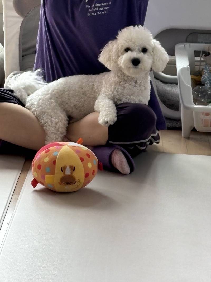 [잡담] 엄마 착붙 강아지!! | 인스티즈