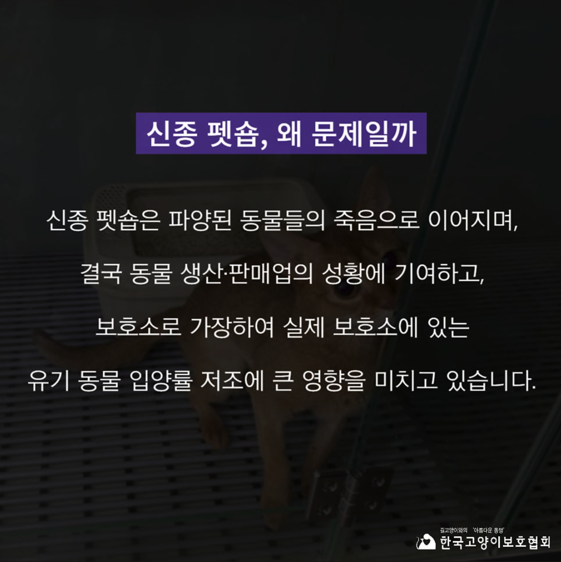 [정보/소식] 고양이보호협회 피셜 신종 펫샵에 대한 설명 | 인스티즈