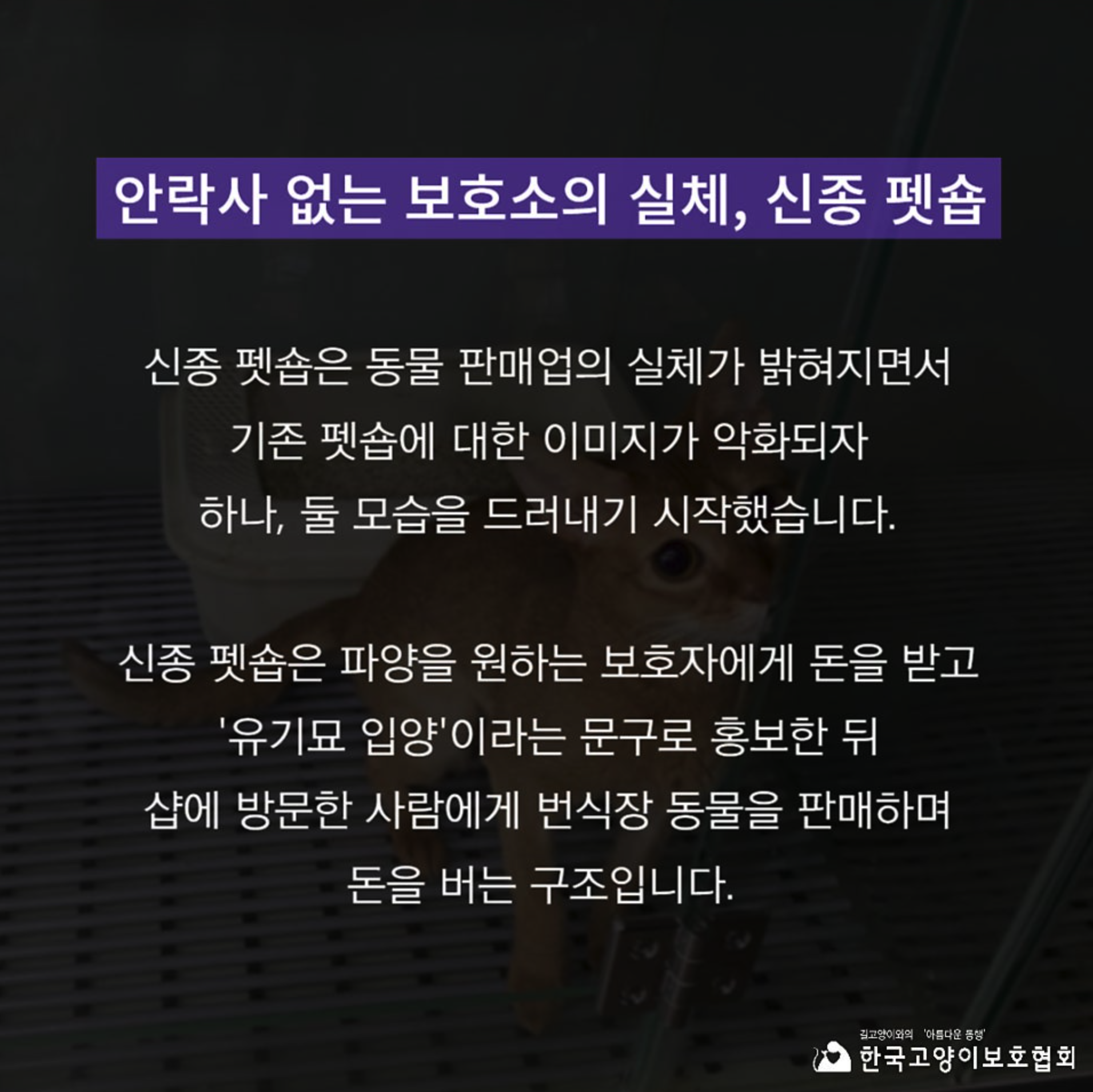 [정보/소식] 고양이보호협회 피셜 신종 펫샵에 대한 설명 | 인스티즈
