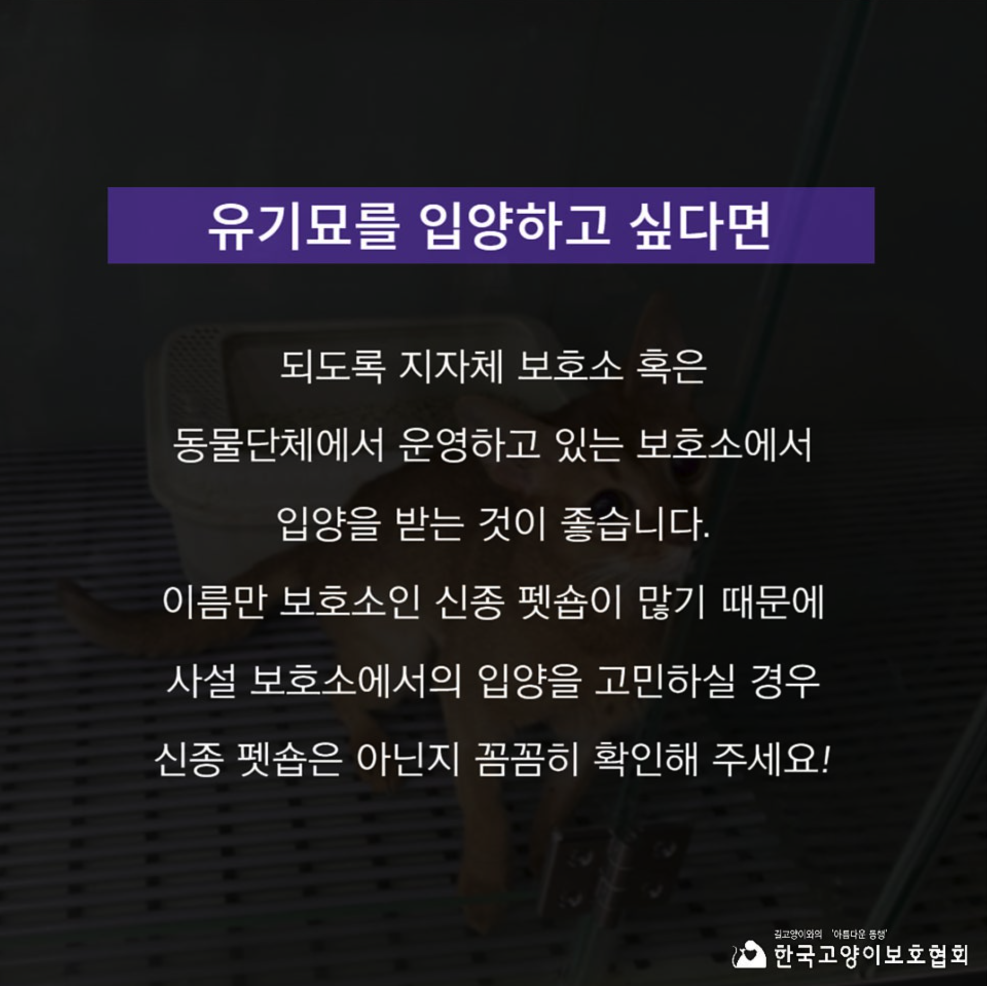 [정보/소식] 고양이보호협회 피셜 신종 펫샵에 대한 설명 | 인스티즈