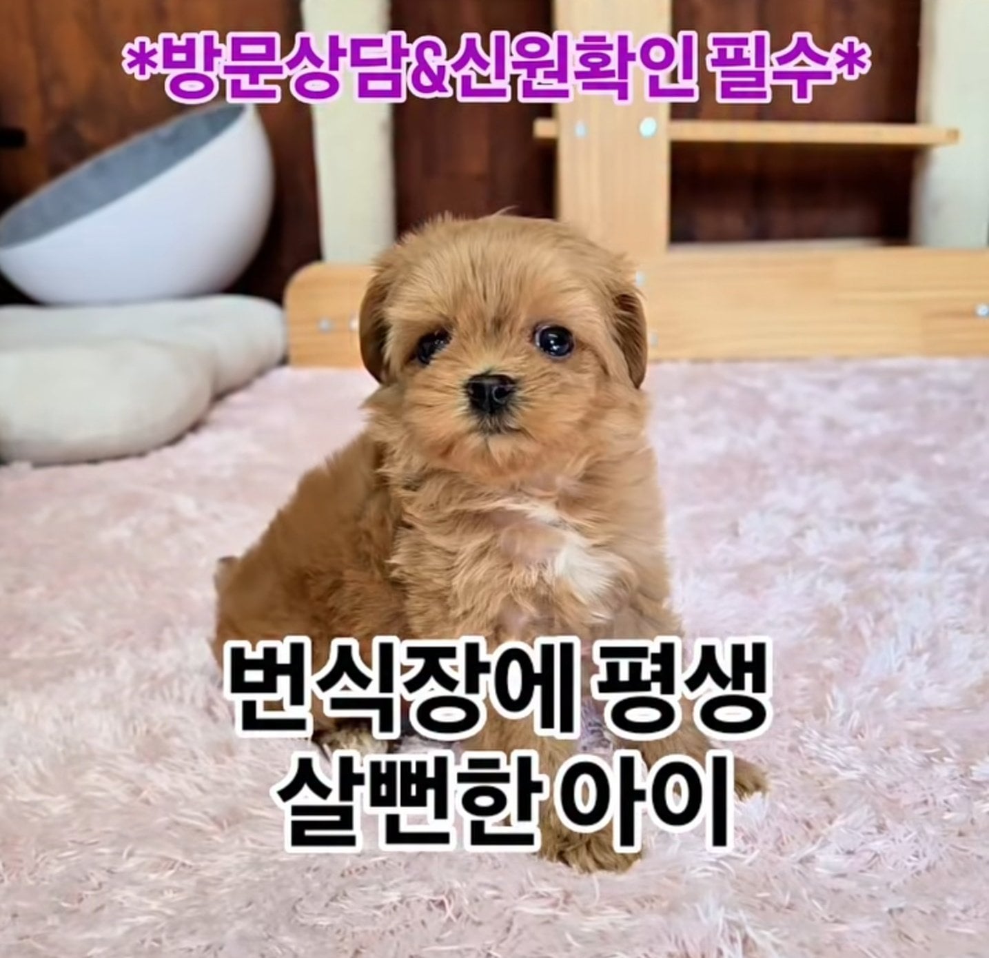 [마플] 와 요새 펫샵 홍보 이런식으로 한대 | 인스티즈