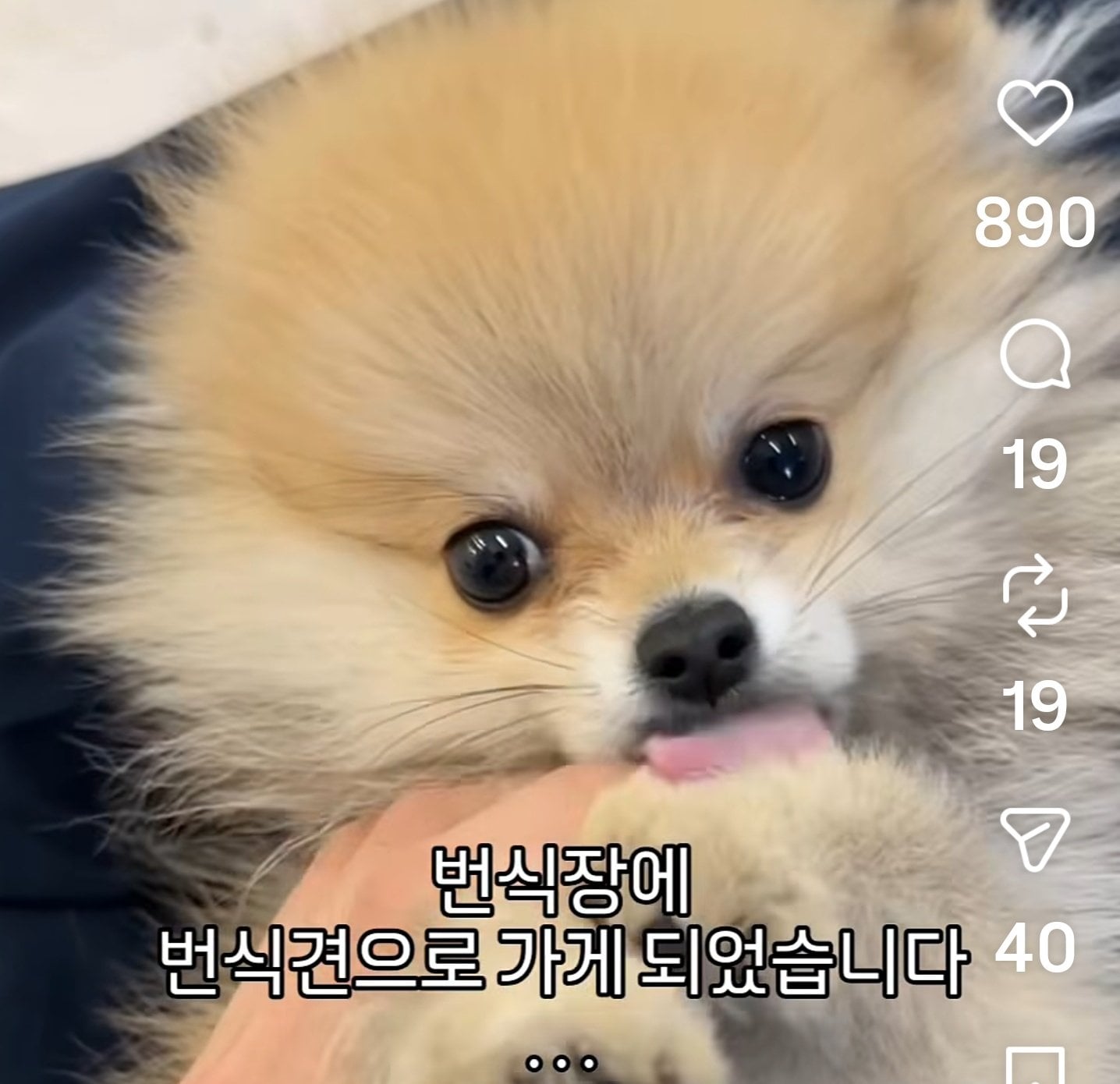 [마플] 와 요새 펫샵 홍보 이런식으로 한대 | 인스티즈