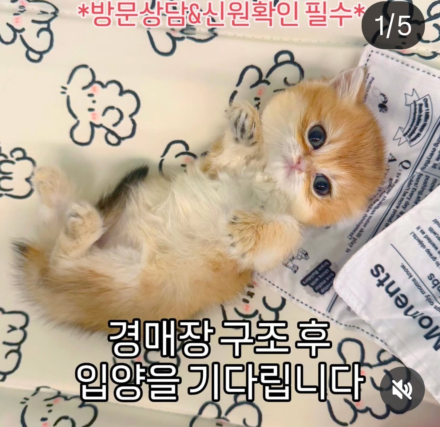 [마플] 와 요새 펫샵 홍보 이런식으로 한대 | 인스티즈