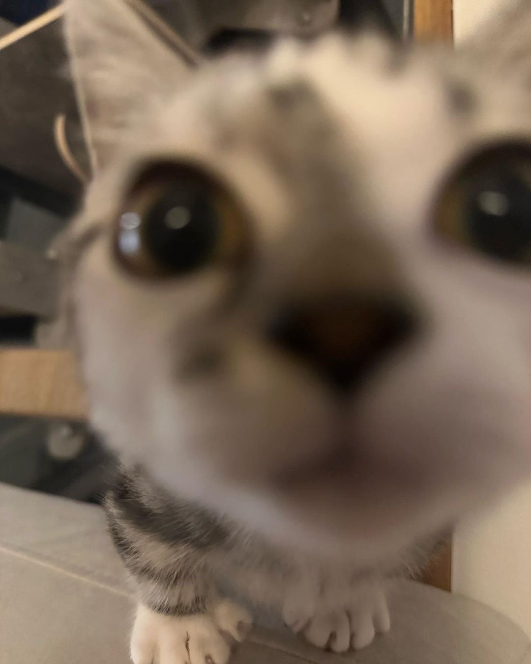 [잡담] 고양이 사진 찾고싶은데 도와줄 사람!!! 모에화 아니고 진짜 고양이 | 인스티즈