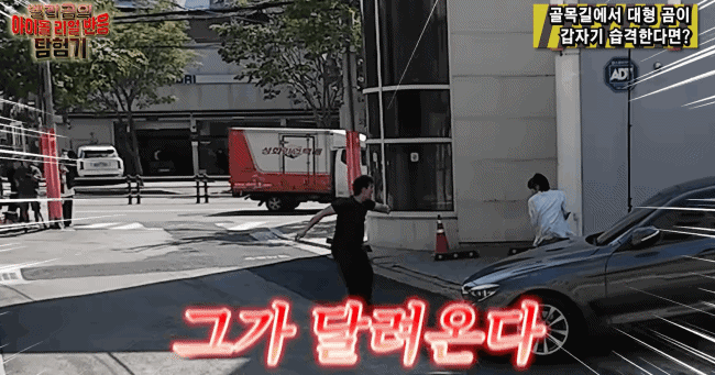 골목길에서 대형곰 습격당했을때...gif | 인스티즈