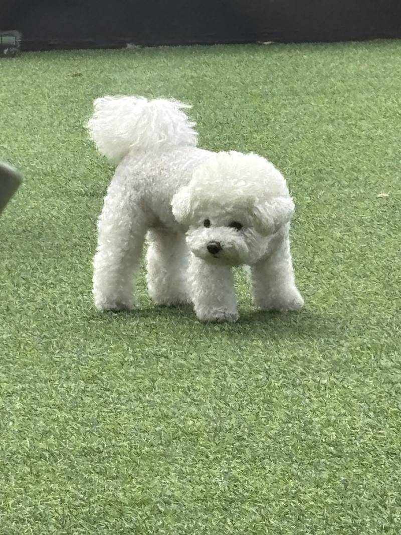 [잡담] 엄청 귀여운 강아지 만남 주말에 | 인스티즈
