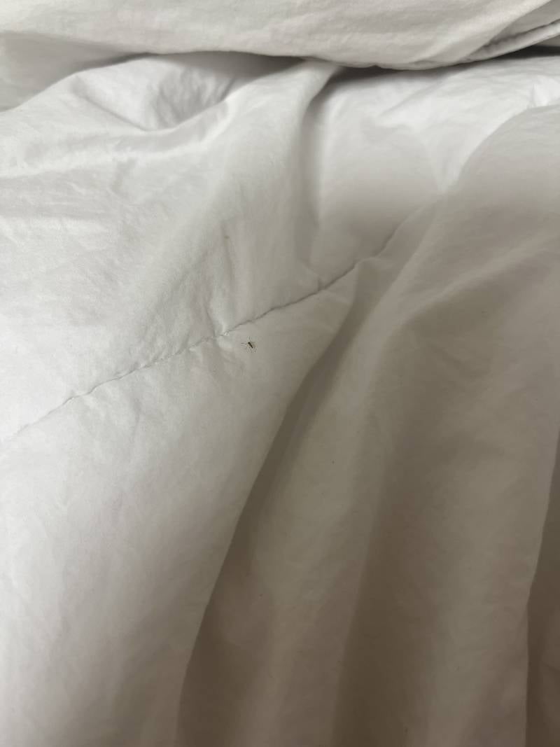[잡담] 침대에서 벌레 나왔는데 이거먼지 아는 사람 ㅠㅠ ㅎㅇㅈㅇ | 인스티즈
