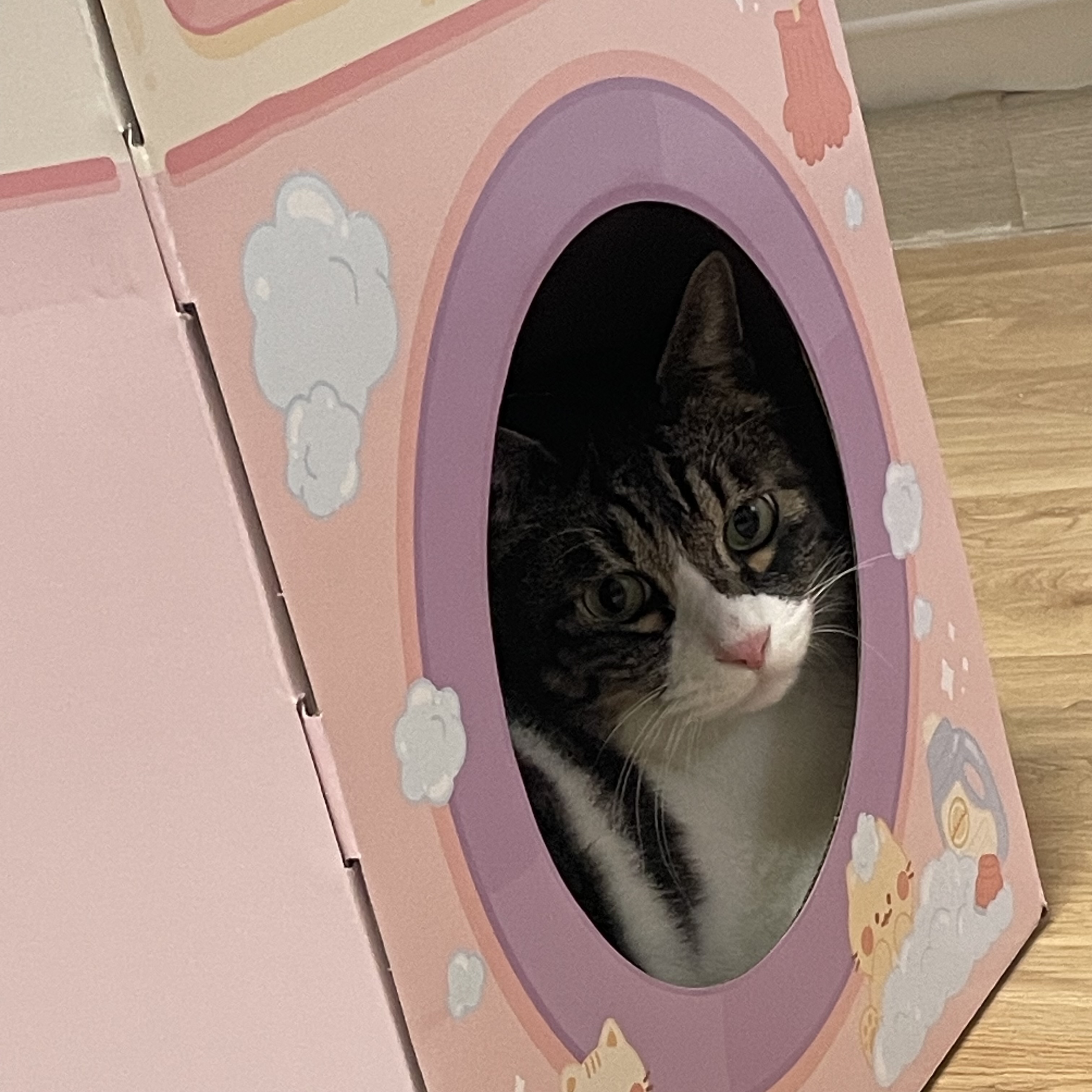 [잡담] 우리집 고양이 나랑 옆에서 자주 자는데 좋은 거 하나 있음 나 에쎔알듣고 자는 편인데 | 인스티즈