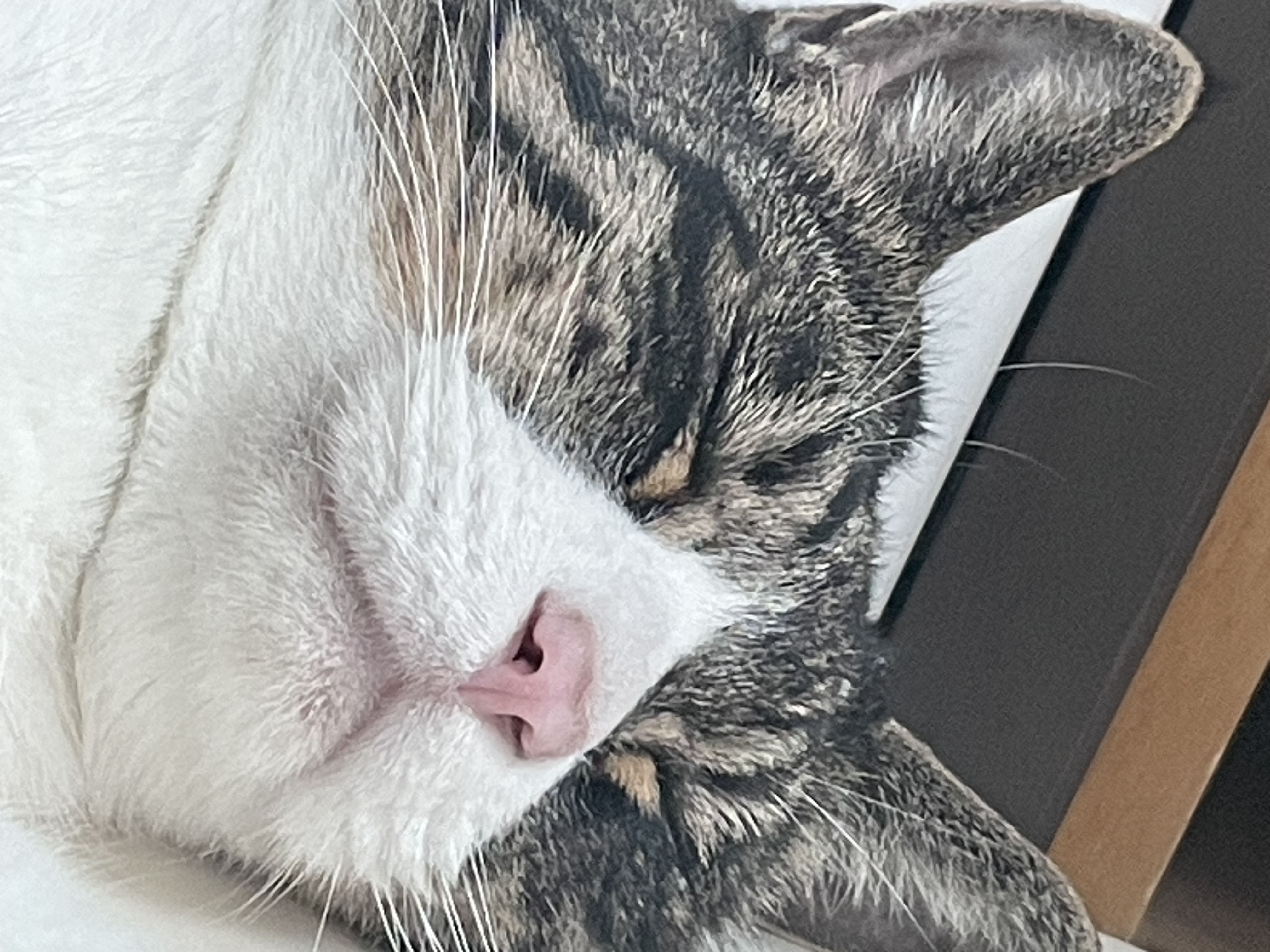 [잡담] 우리집 고양이 나랑 옆에서 자주 자는데 좋은 거 하나 있음 나 에쎔알듣고 자는 편인데 | 인스티즈