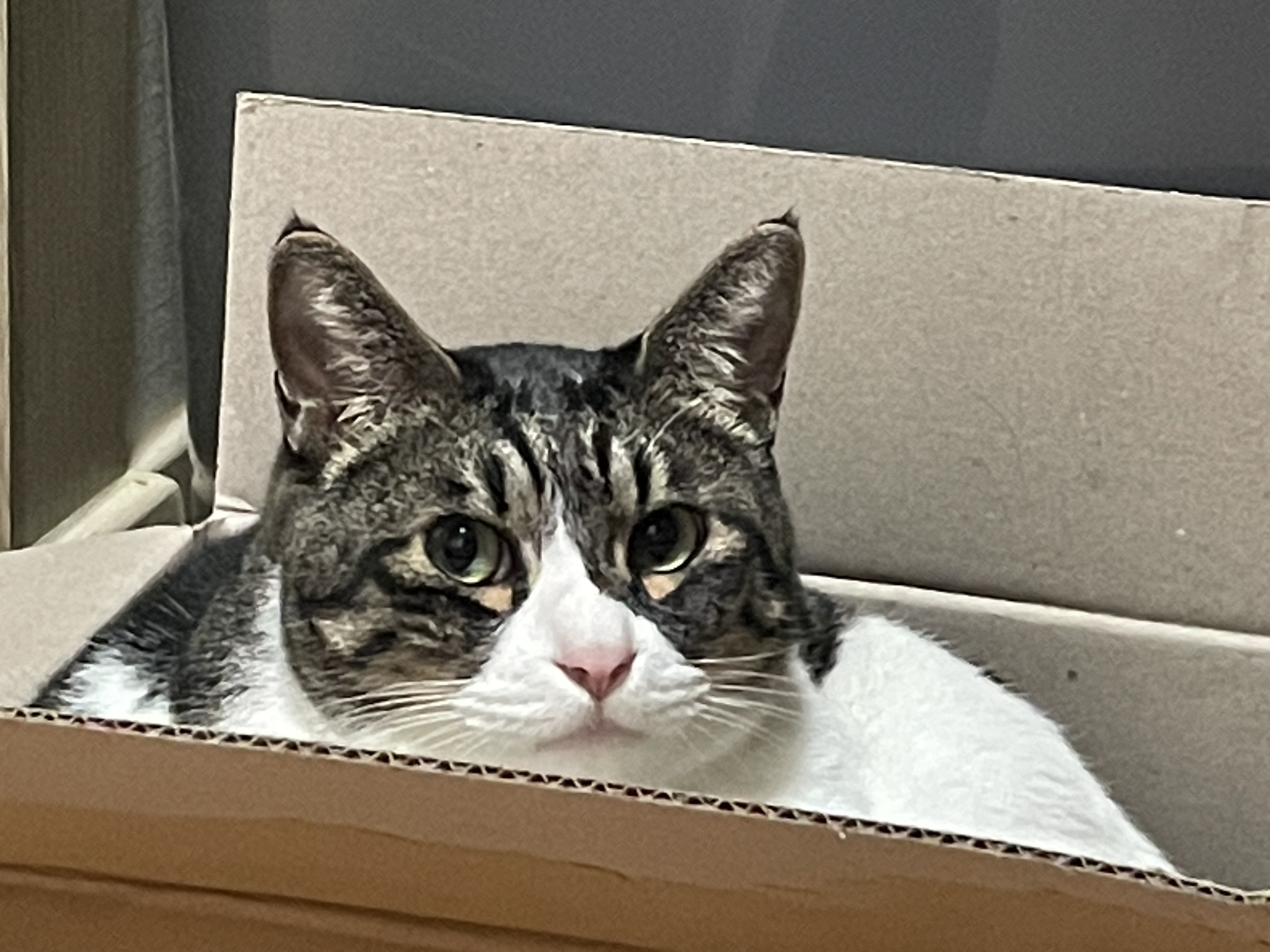 [잡담] 우리집 고양이 나랑 옆에서 자주 자는데 좋은 거 하나 있음 나 에쎔알듣고 자는 편인데 | 인스티즈