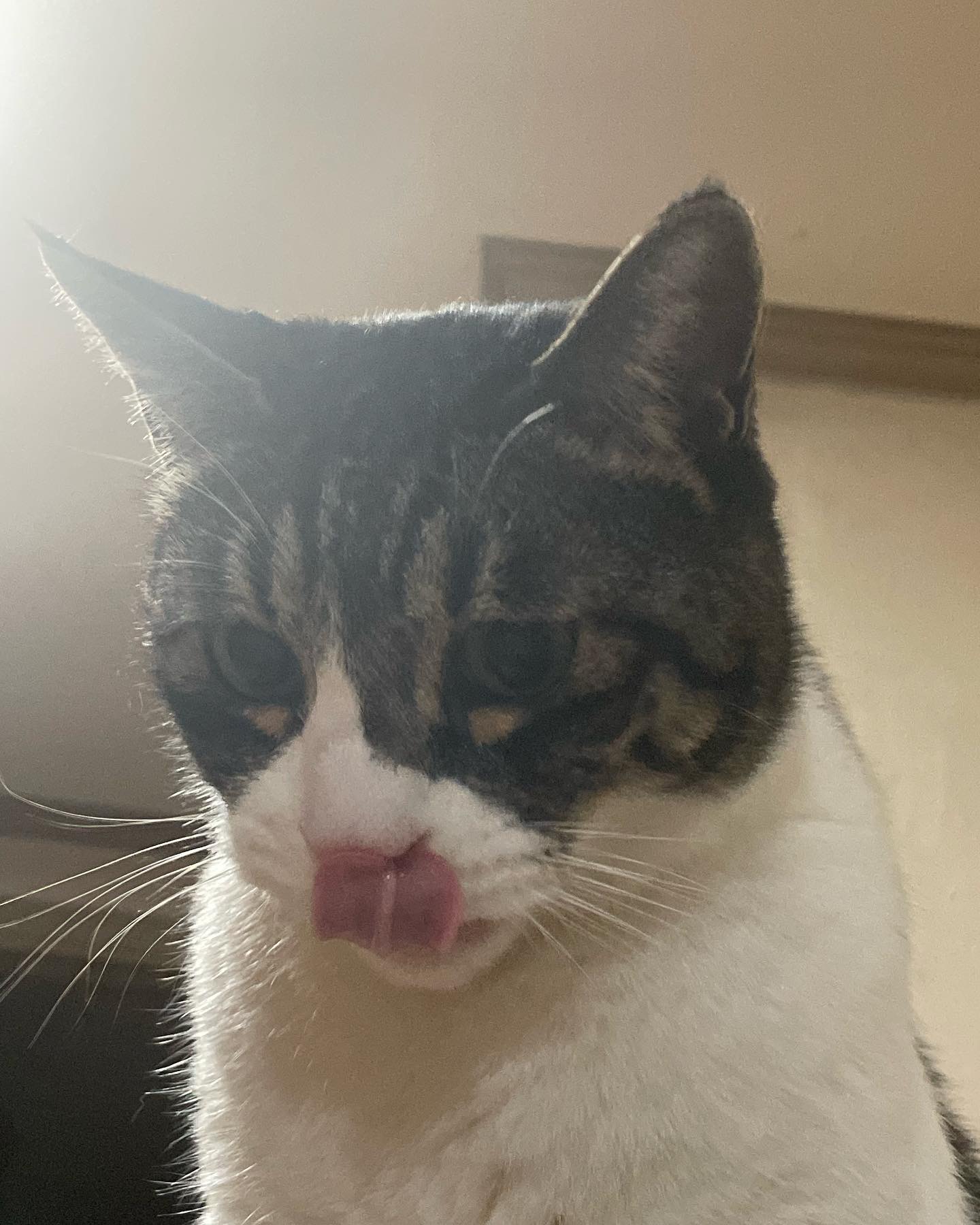 [잡담] 우리집 고양이 나랑 옆에서 자주 자는데 좋은 거 하나 있음 나 에쎔알듣고 자는 편인데 | 인스티즈