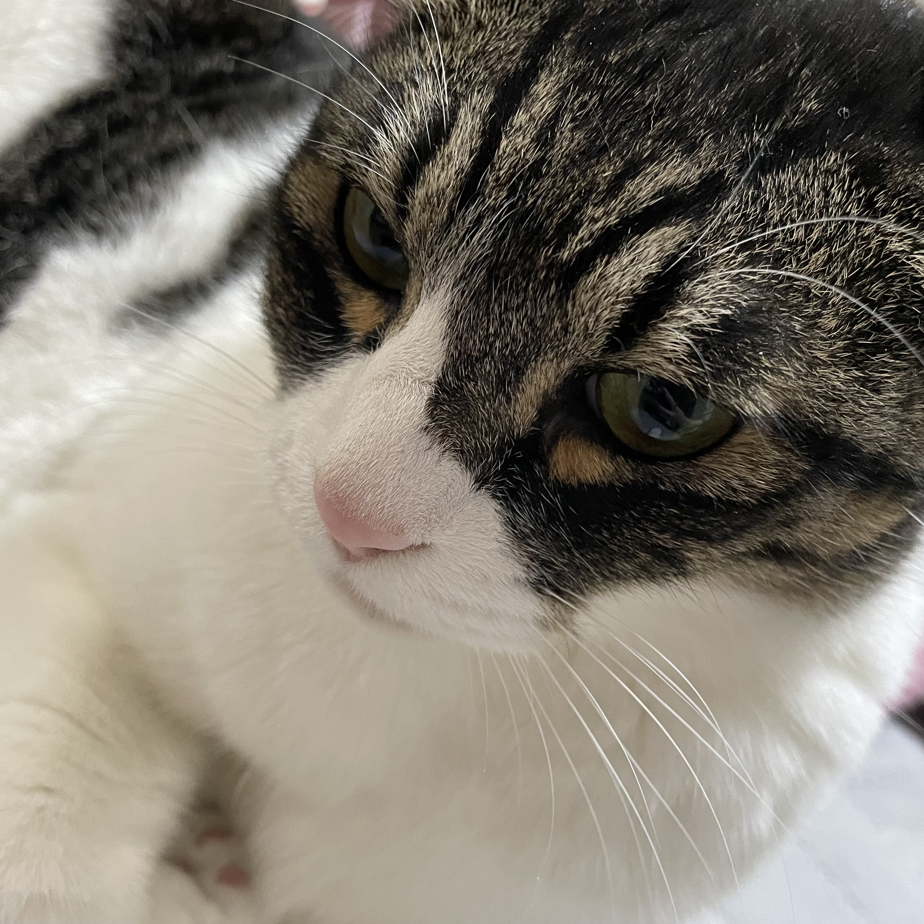 [잡담] 우리집 고양이 나랑 옆에서 자주 자는데 좋은 거 하나 있음 나 에쎔알듣고 자는 편인데 | 인스티즈