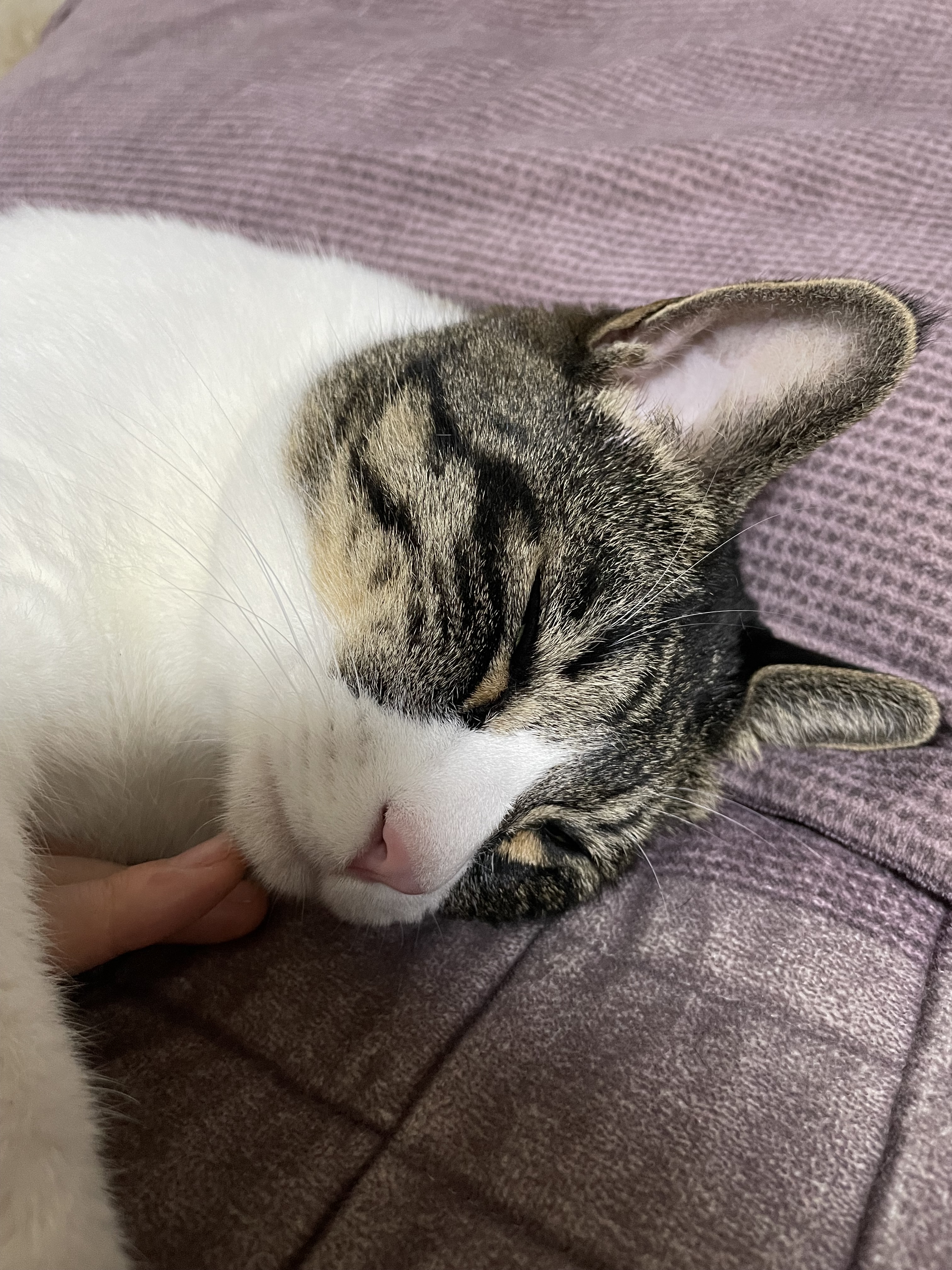 [잡담] 우리집 고양이 나랑 옆에서 자주 자는데 좋은 거 하나 있음 나 에쎔알듣고 자는 편인데 | 인스티즈