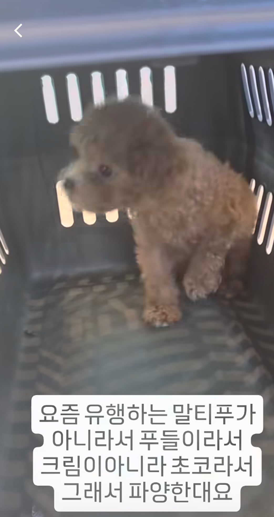[잡담] 미친 개화난다 진짜 마음아파ㅠㅠㅠㅠㅠㅠㅠㅠㅠㅠㅠㅠㅠㅠ | 인스티즈
