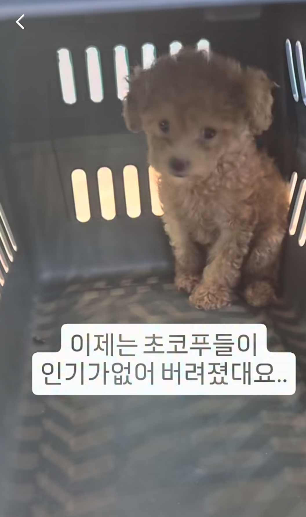 [잡담] 미친 개화난다 진짜 마음아파ㅠㅠㅠㅠㅠㅠㅠㅠㅠㅠㅠㅠㅠㅠ | 인스티즈