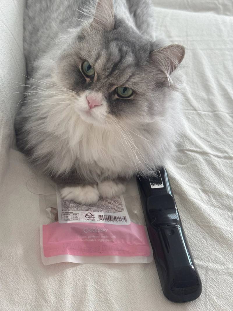 [잡담] 고양이 간식 달라고 시위중 | 인스티즈