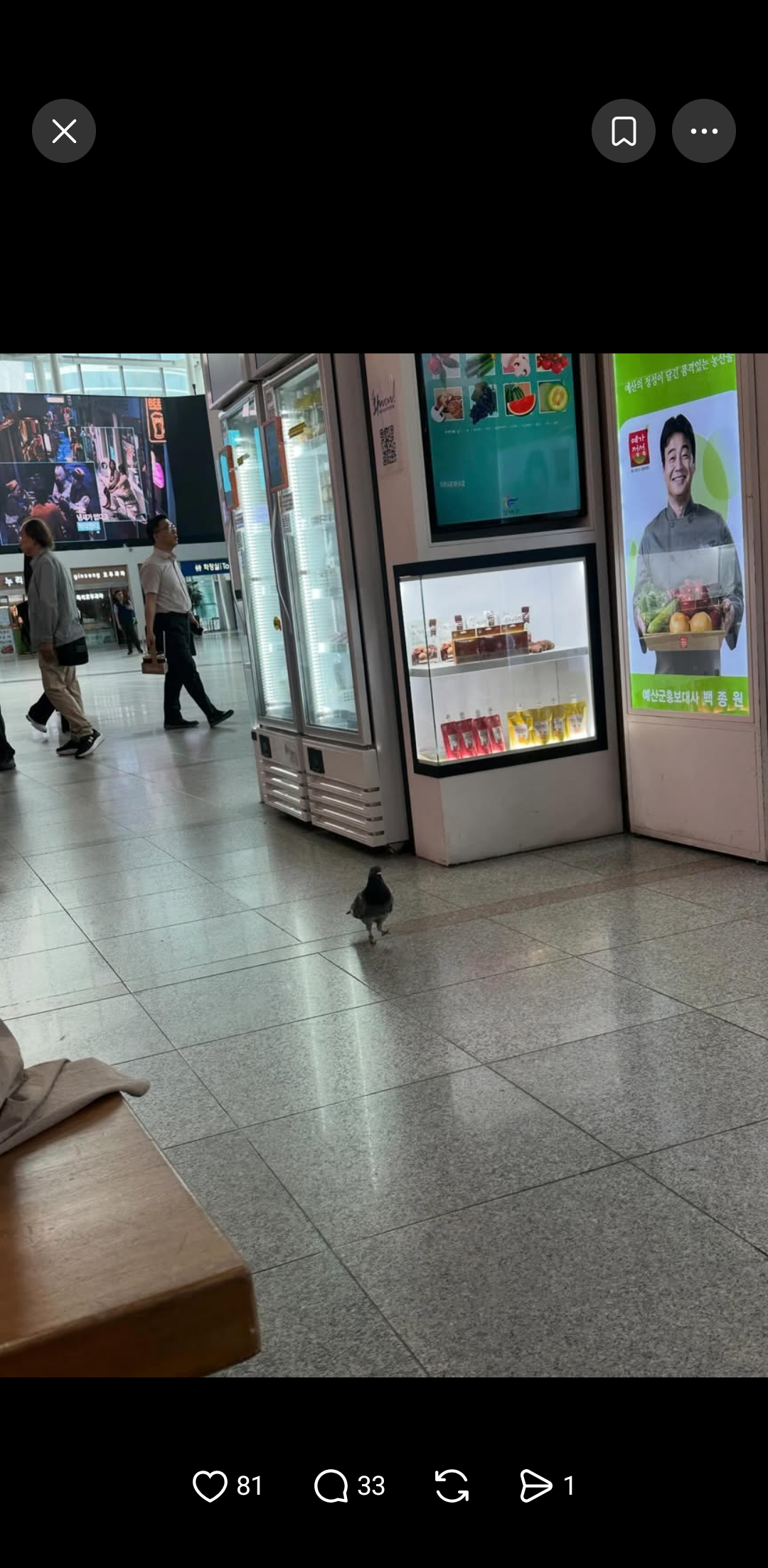 [잡담] 서울역 가면 비둘기가 손님처럼 걸어다녀?? | 인스티즈