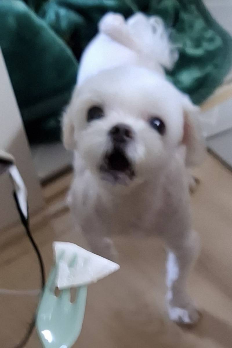 [잡담] 우리집 강아지 극대노 하는 거봐 | 인스티즈