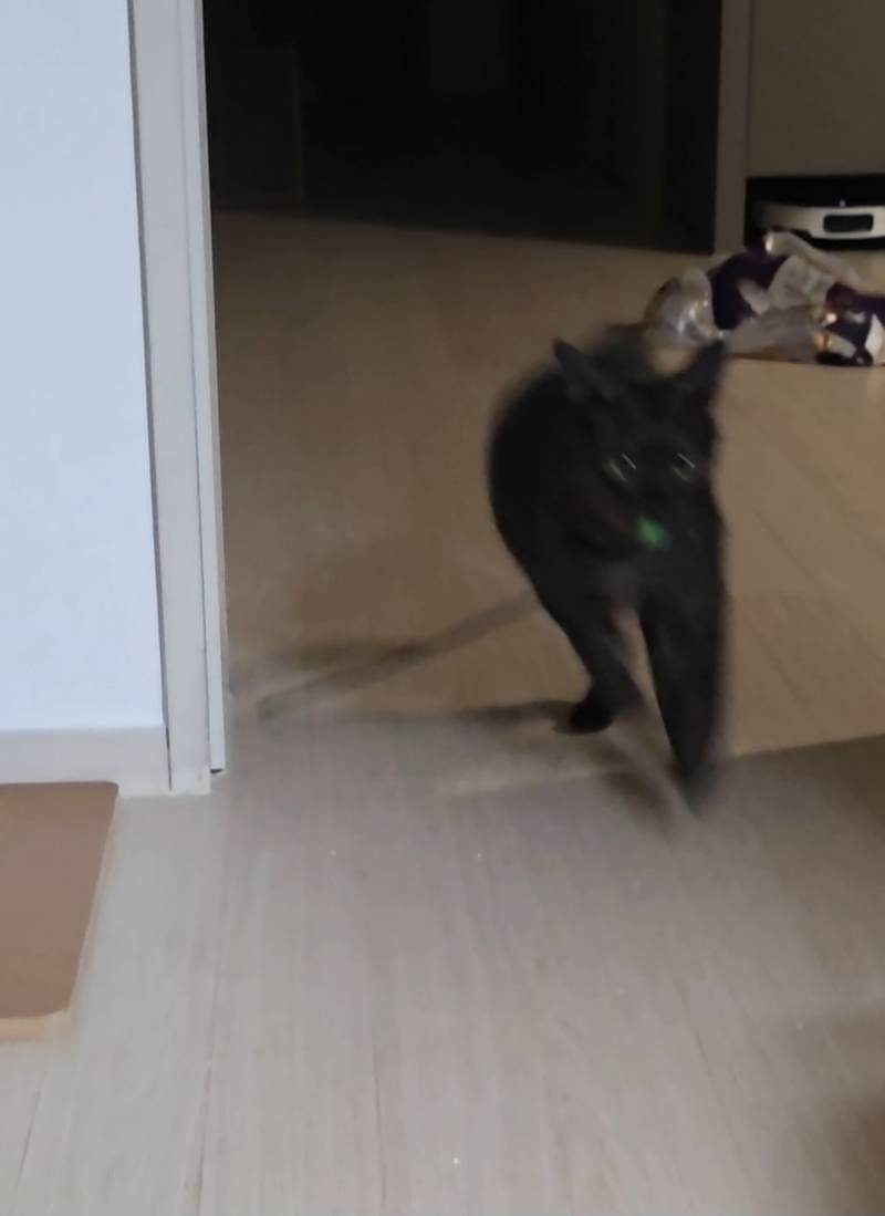 [잡담] 울집 고양이 낚싯대 던지면 물고온다ㅜㅜㅋㅋㅋ | 인스티즈