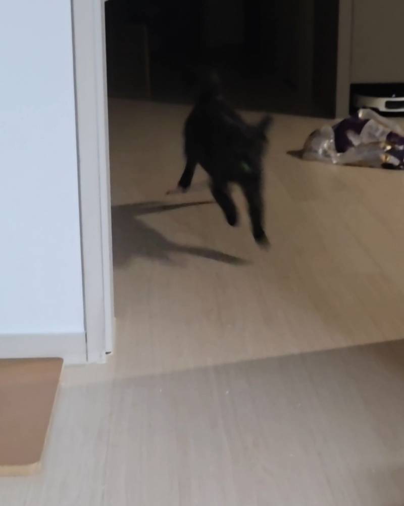 [잡담] 울집 고양이 낚싯대 던지면 물고온다ㅜㅜㅋㅋㅋ | 인스티즈