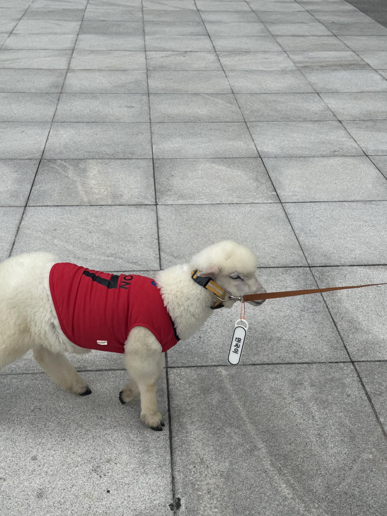 [잡담] 오늘 광화문에 양 왔었는데 | 인스티즈