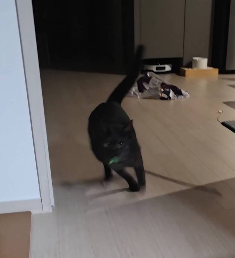 [잡담] 울집 고양이 낚싯대 던지면 물고온다ㅜㅜㅋㅋㅋ | 인스티즈