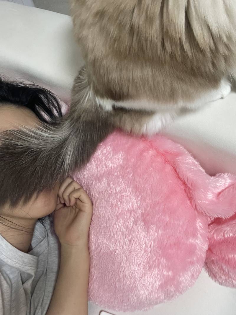 [잡담] 우리 집 냥냥이 배고프다고 나한테 하는 행동 미치겠네ㅋㅋ | 인스티즈