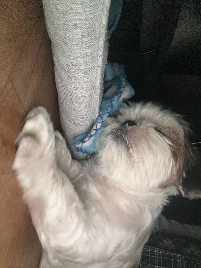 [잡담] 꿀잠 자는 강아지 볼래? | 인스티즈