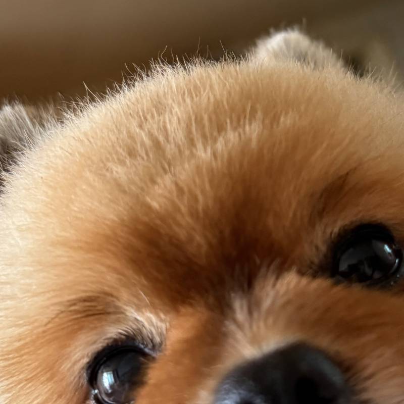 [잡담] 강아지 미용 맡겼는데 진짜 개짜증남 | 인스티즈