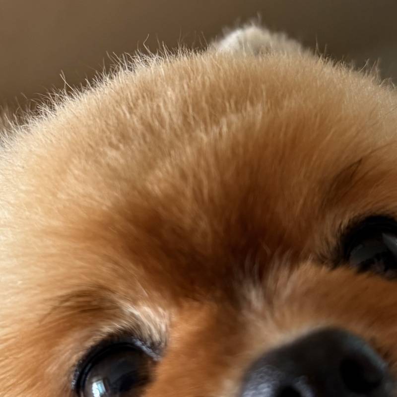 [잡담] 강아지 미용 맡겼는데 진짜 개짜증남 | 인스티즈