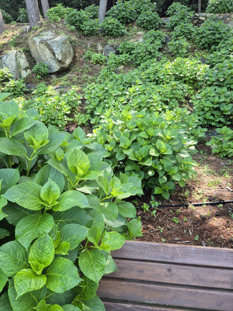 [잡담] 수국 보러 왔는데 좀 덜 피었네ㅜ | 인스티즈